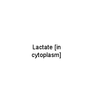 Lactate [in cytoplasm]